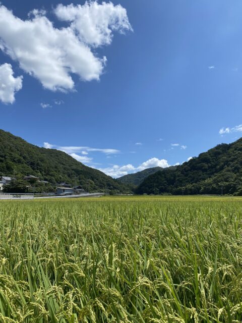 桐たんすの社長ブログ 自然の美しさと人の営みに癒されます。